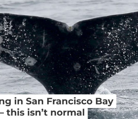 Gray whales have unique markings, making it possible to track each one in the bay. Jane Tyska/Digital First Media/East Bay Times via Getty Images